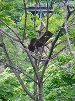 31_DiningRoomChairInTree.jpg